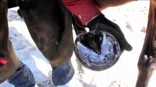 Treating a Hoof Abscess 1