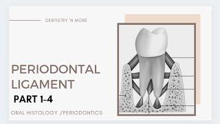 A to Z about PERIODONTAL LIGAMENT!