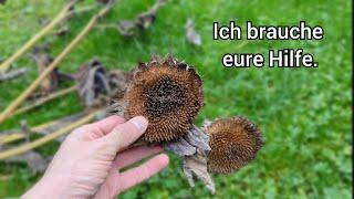 ich brauche eure Hilfe! Wie schafft man es Sonnenblumenkerne vor Vögeln zu schützen?