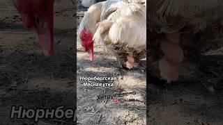 Купить инкубационное яйцо Мускусная утка Племенное хозяйство Хитрук Елена Украина