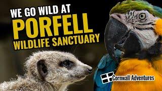 Giving exotic & wild animals a forever home | Porfell Wildlife Sanctuary, Cornwall