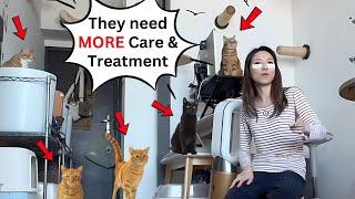 My Loving Routine for Caring for Multiple Cats, Seniors & Special Needs