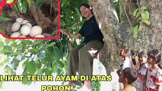 MOMEN LUCU AYAM BERTELUR DI ATAS POHON JAMBU