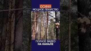 ЭТИ ТРАВЫ в 3 РАЗА сильнее ВАШИХ ТАБЛЕТОК! #shotrs #травы #фитотерапия