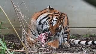 Bengal tiger eating