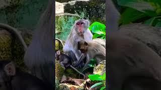 #Animakey#Mom&baby#lovelymonkey#babysocute#viral#animals#like#Subscribe#youtube#videos#…