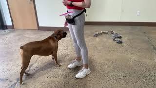 Maria The Dog Trainer & Xena 5/19/2021