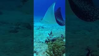 Beautiful Spotted Eagle Ray