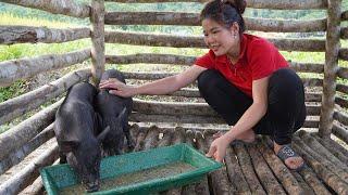 5 months of gardening and taking care of 2 piglets - Life on the farm - Trieu Thi Lieu
