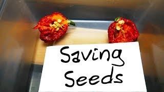 How to save Chilli Pepper Seeds