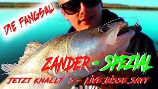 Zander - Spezial / schöne Live Bisse / Angeln vom Ufer auf Raubfisch / Die Fangsau  am Fluss