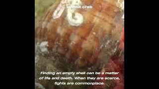 Hermit crab - Cangrejo Ermitaño