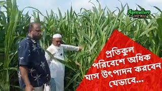 গুয়াতেমালা ঘাস চাষের সঠিক নিয়ম | Guatemala Grass | chandpur agro ranch | Bayezid Moral