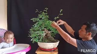 Cara Merawat bonsai ileng ileng atau Mangsi mangsian