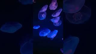 Dive into the Glowing Ocean : Bioluminescence Explained!  #shorts