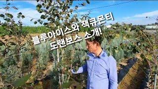 블루아이스와 잭큐몬티 도랜보스 이야기
