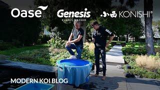 Modern Koi Blog #5752 - Dirks private Ikeage: Jumbokoi Teil 1