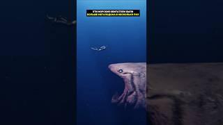 эти морские обитатели были больше мегалодона