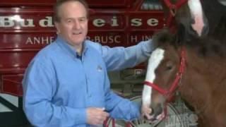 Jim Poole and the loving horses, "Clydesdales"