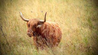 40 minutes of Highland Cattle grazing | Sony A7III + 100-400 G Master