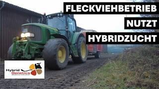 Fleckviehherde mit Tiefstreu und Biogas wird auf Hybridzucht umgestellt