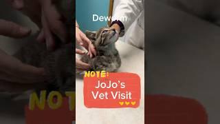 JoJo’s Vet Visit #kitten #vet #relief #thanks