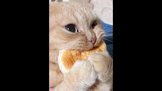  The funniest cats!  Compilation of funny videos of cats, kittens and dogs! 