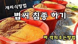 재래식방법으로 볍씨 침종하기 rice seed a germination