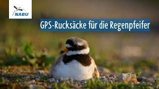 GPS-Rucksäcke für die Regenpfeifer – Erfolgsmeldung aus einem NABU-Spendenprojekt