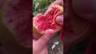 Fruits Satisfying   Tik tok china   Tik tok Jin Satisfying Fruit Ninja #Short  53