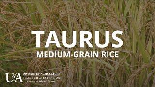 Taurus Medium-Grain Rice | Arkansas Rice Breeding