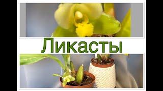 #Ликасты#орхидеи#                                     Мои Ликасты,цветение уход