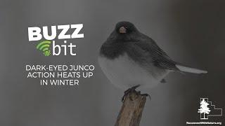 Buzz Bit: Dark-Eyed Juncos