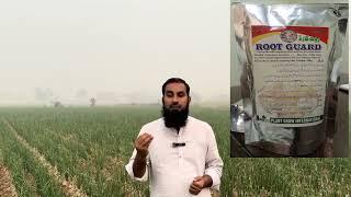 ROOT GUARD suggested by Mazhar Ali. IR Farms