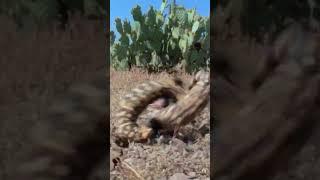 Gila Monsters Go Nuts #animalattacks #animals #lizard