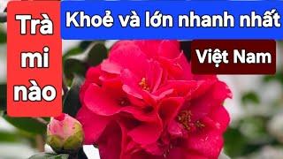 Trà mi nào khoẻ và lớn nhanh nhất Việt Nam?