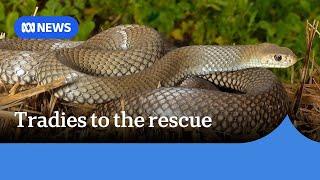 Man bitten by eastern brown snake saved by tradies who happened to be nearby | ABC News