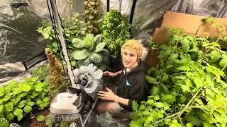 Making Pesto and salad from the indoor hydroponic garden