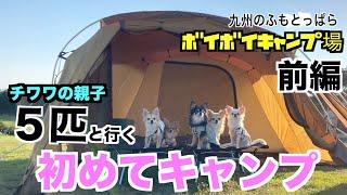 【犬連れキャンプ】チワワの親子５匹と初めてキャンプ。九州のふもとっぱら久住ボイボイキャンプ場（前編）