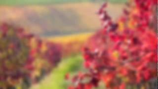 Wine Basics - The Beginner's Guide DVD - Clip 1