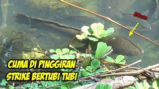 Mancing Ikan Gabus Besar Di Pinggiran Sambarannya Bikin Jantungan(Snakehead fishing)