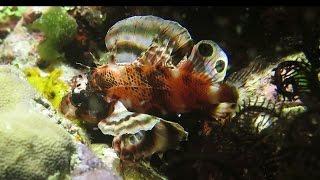 Twospotted Turkeyfish, or ocellated Lionfish, Wakatobi Indonesia