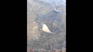 Friendly stingray