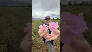 Фабрика Дотерра по изготовлению масла Розы на Балканах