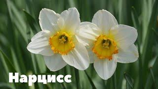 Нарцисс. Неприхотливые луковичные растения.
