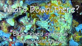 Blue-ringed Octopus - Hapalochlaena lunulate - Whats down there?