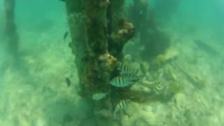 Dry Tortugas National Park - Snorkeling