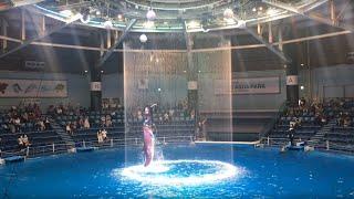 Dolphin Show at Shinagawa Aquarium [4K] | Maxell Aqua Park Shinagawa