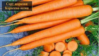 Морковь сорта Королева осени