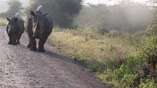 Massive white rhinos encounter lions on their path